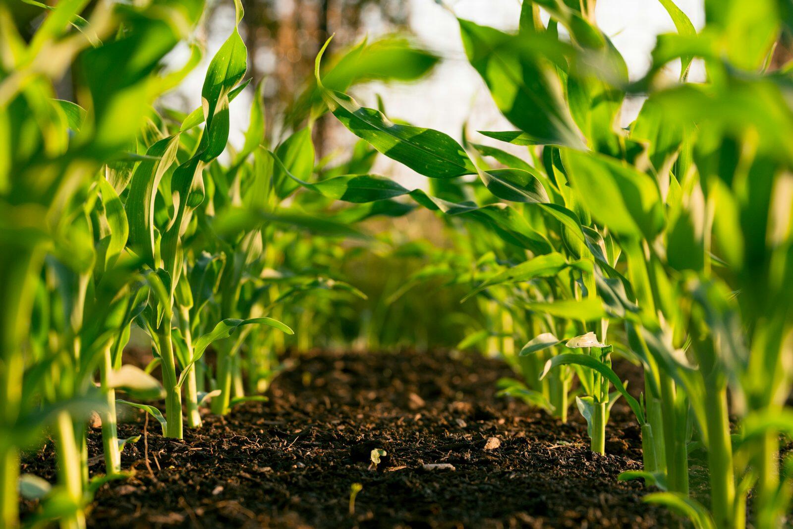 Giru Feed and Farm Supplies